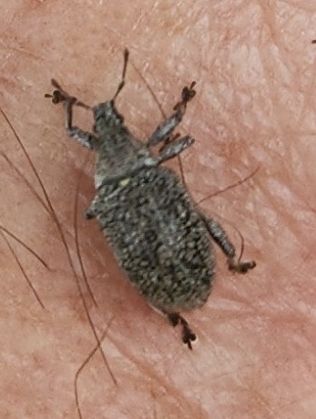 Megalostylodes