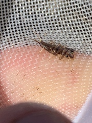 Hesperoperla pacifica