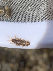 Hesperoperla pacifica