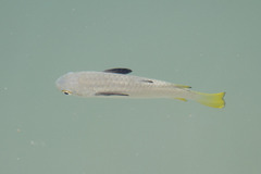 Ellochelon vaigiensis