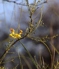 Parkinsonia africana