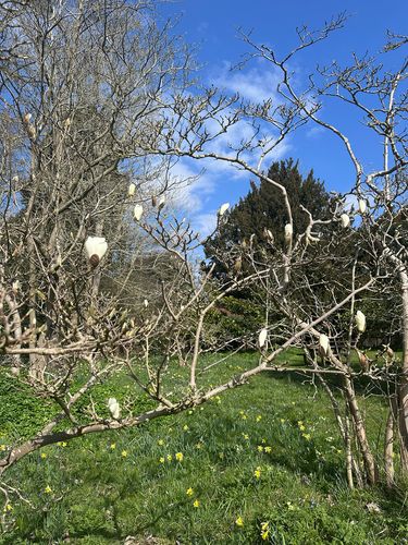 Lilytree (Magnolia denudata)