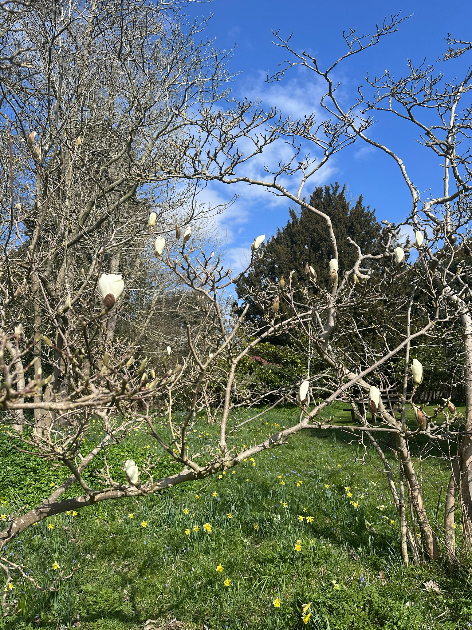 Lilytree (Magnolia denudata)