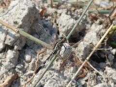 Orthetrum sabina