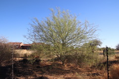 Parkinsonia africana