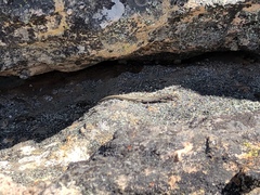 Australolacerta australis