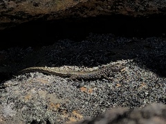 Australolacerta australis