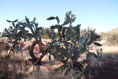 Opuntia ficus-indica
