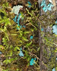 Chlorociboria aeruginascens