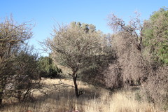 Vachellia tortilis