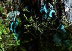Chlorociboria aeruginascens