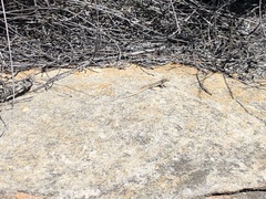 Pedioplanis burchelli