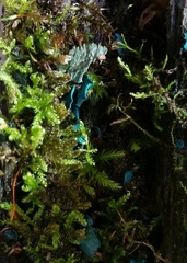 Chlorociboria aeruginascens