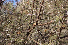Vachellia tortilis