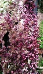 Cribraria purpurea