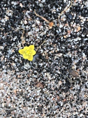 Ornithogalum rupestre