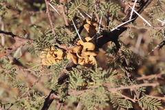 Vachellia tortilis