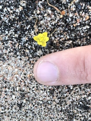 Ornithogalum rupestre