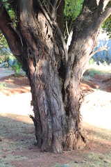 Vachellia tortilis