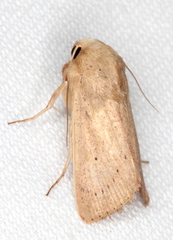 Leucania abdominalis