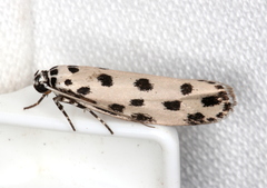 Ethmia sphaerosticha