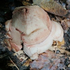 Geastrum rufescens