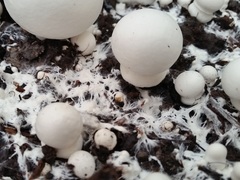 Agaricus