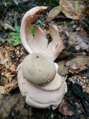 Geastrum rufescens