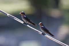 Hirundo tahitica