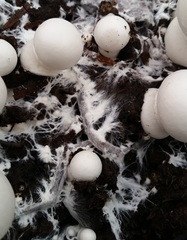 Agaricus