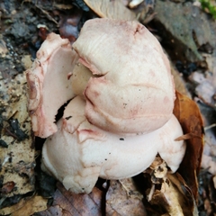 Geastrum rufescens