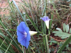 Ipomoea parasitica