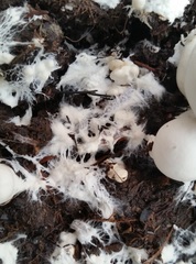 Agaricus