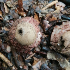 Geastrum rufescens