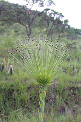 Paepalanthus chiquitensis