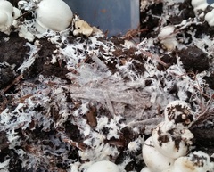 Agaricus