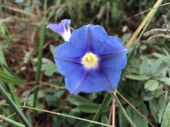 Ipomoea parasitica