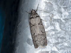 Philobota pedetis