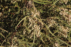 Searsia lancea