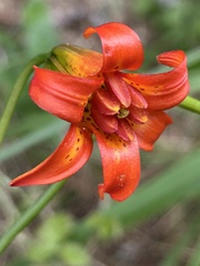 author not stated, no rights reserved Lilium maritimum, photograph author not stated, no rights reserved
