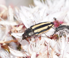 Castiarina vittata