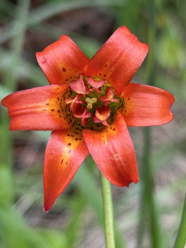 Lilium maritimum, photograph 5