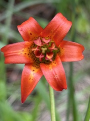 author not stated, no rights reserved Lilium maritimum, photograph author not stated, no rights reserved