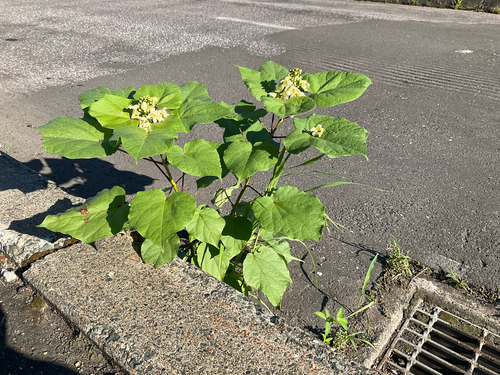 Chinese catalpa