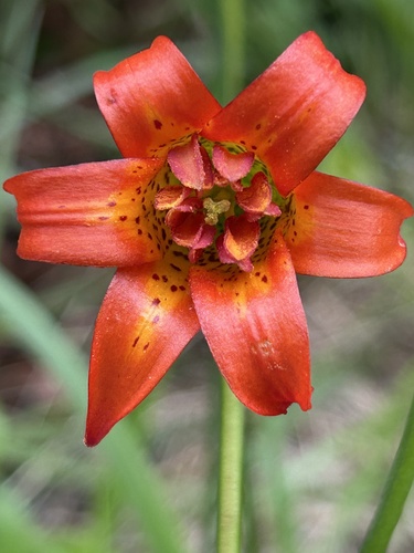 Lilium maritimum, photograph 6