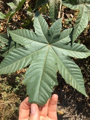 Ricinus communis
