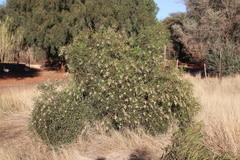 Searsia lancea