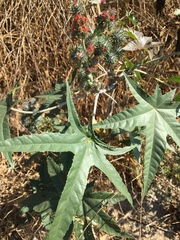 Ricinus communis
