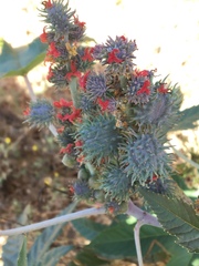 Ricinus communis