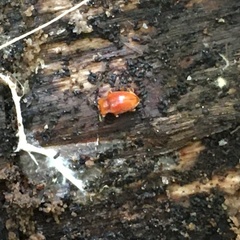 Danae testacea
